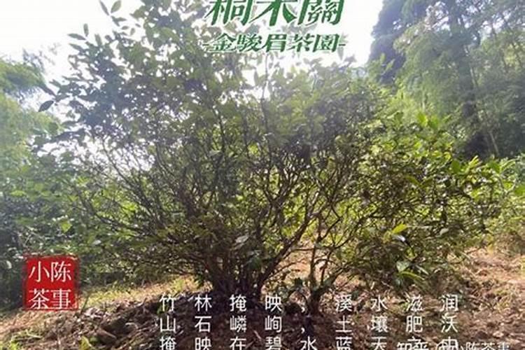 绿茶树时间长了,炒出来绿茶香气谈了,茶树缺少什么营养？