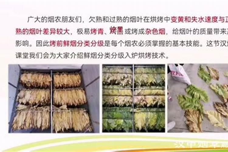 烟叶肥料太足不退黄有什么办法