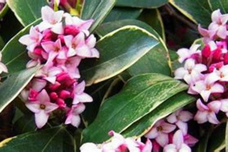 换盆后多久可以施肥