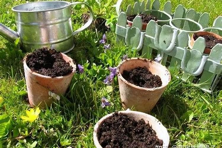 兰花刚翻盆,何时可以施肥？