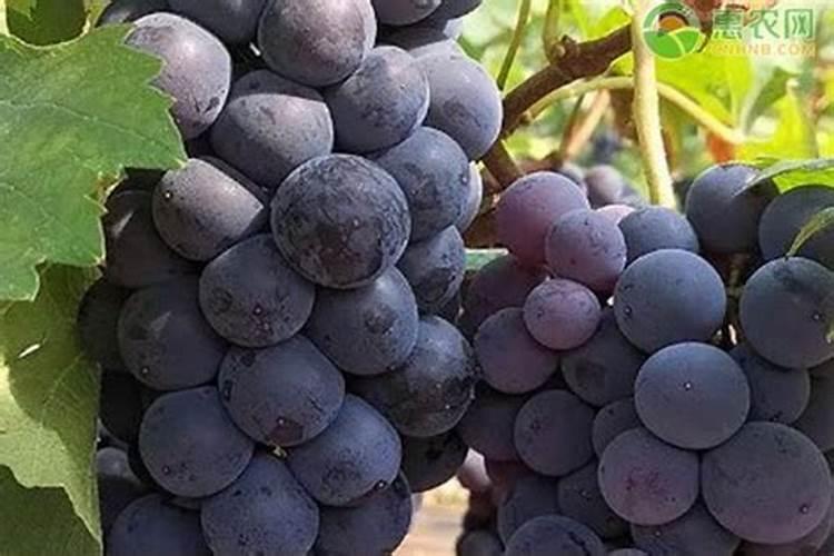 巨丰葡萄用什么样的肥料红的快些呢