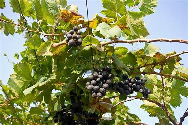 葡萄施什么肥料长得好