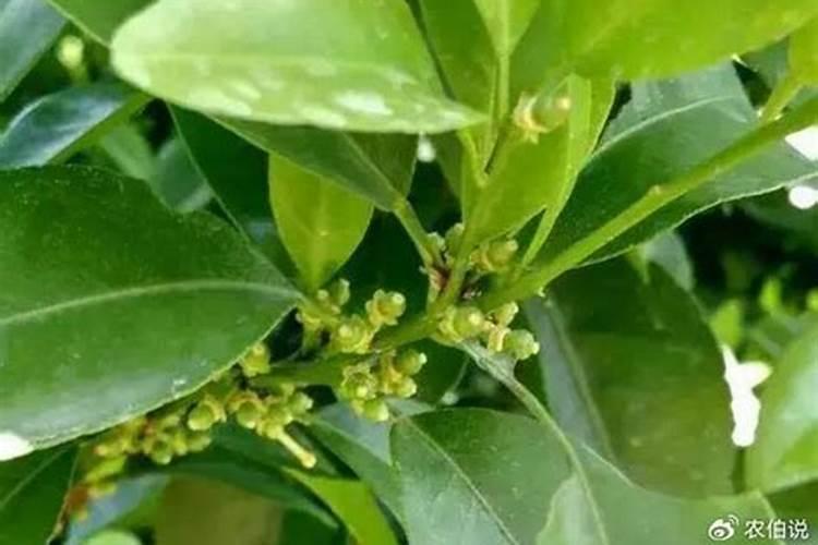 柑橘花少果少,用什么水溶肥进行管理？