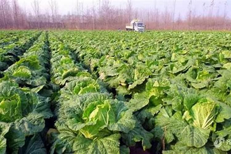 花生开花期控旺一般打什么药