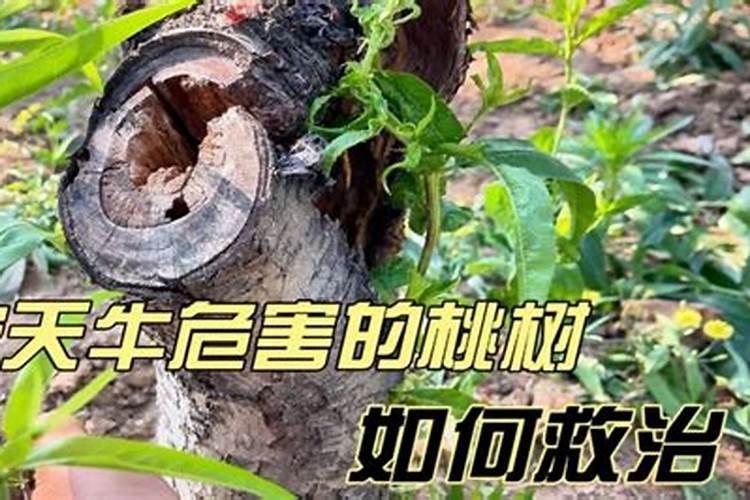 桃树渍水沤根喷什么叶面肥补救,叶子发黄,落叶？