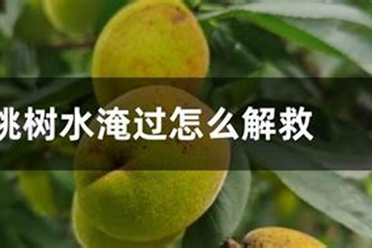 想问一下自己家种的桃树受涝灾后该怎么补救呢？