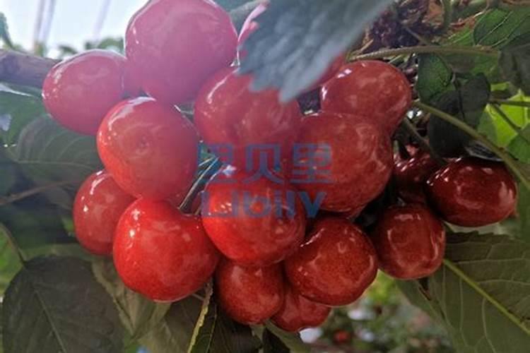 如何促进樱桃着色？樱桃树上啥肥料好？