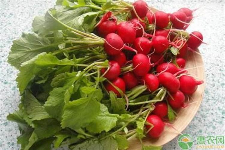 种樱桃萝卜可以施叶面肥吗