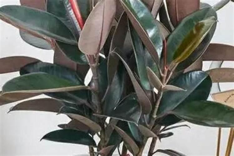 种植橡皮树应该如何施肥？橡皮树施肥技术!