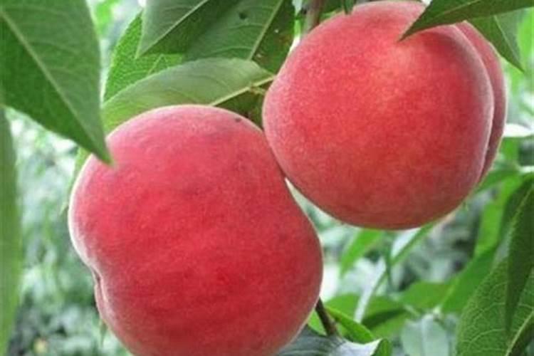 小桃树能施氮肥吗？要注意什么？