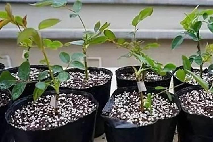 月季如何施磷酸二氢钾