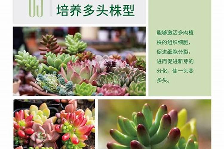多肉上色肥料怎么用