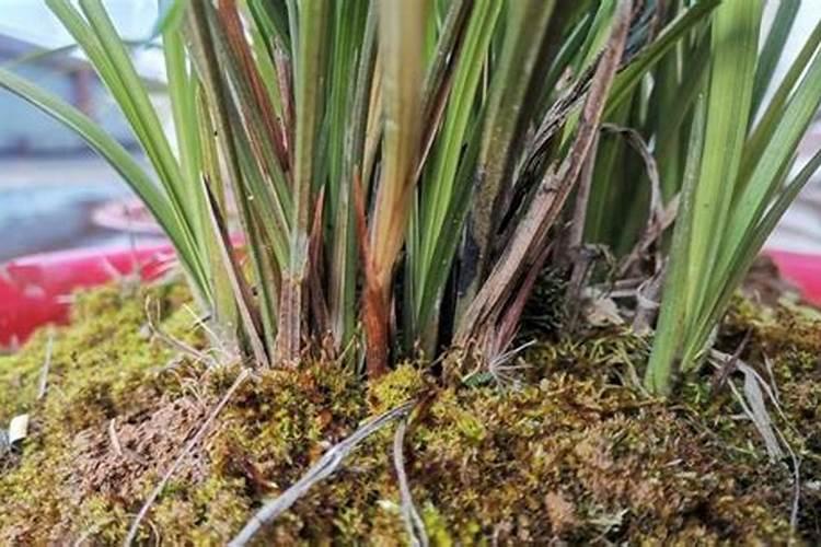 夏天养兰花的注意事项