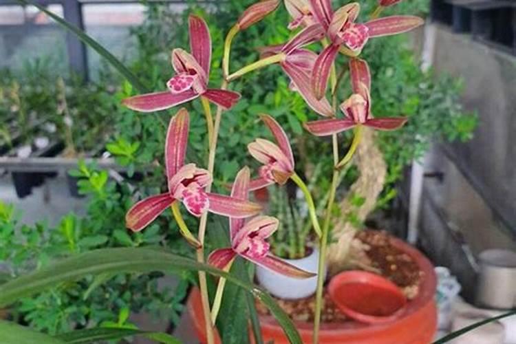 兰花什么季节施肥最好