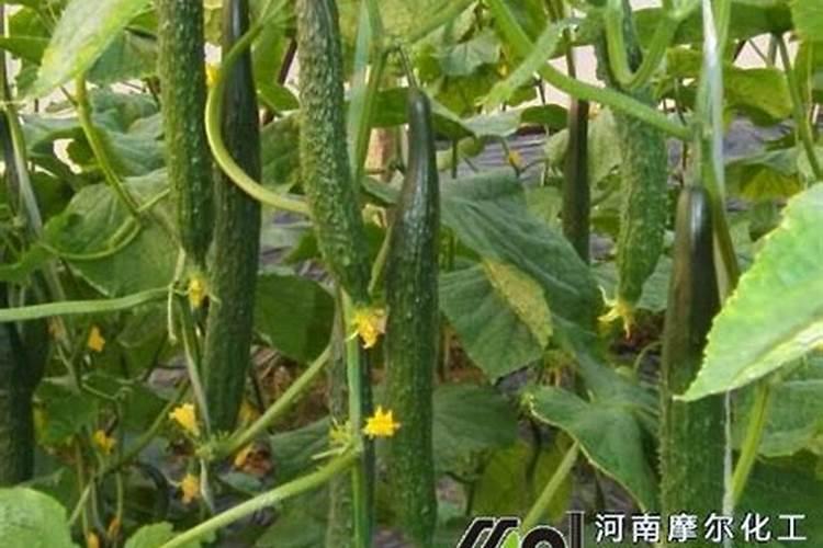 黄瓜专用冲施肥使用方法