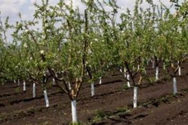 我栽的果树有一个多月了,能不能下肥