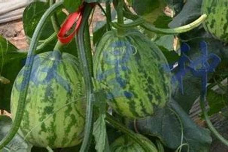 吊蔓绿宝甜瓜种植管理