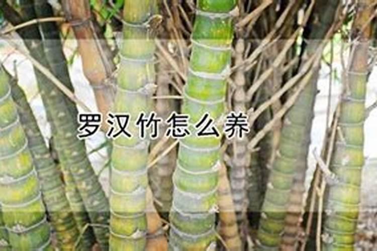 2019龟背竹的养殖方法和注意事项