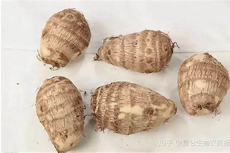 芋头怎样种植才高产