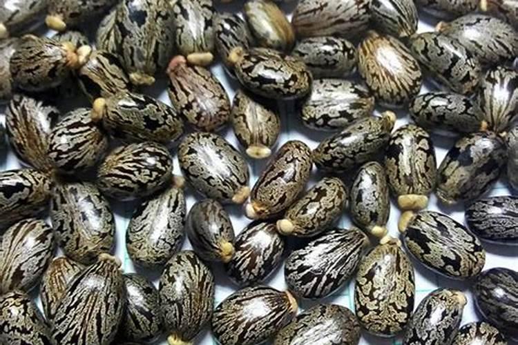 蓖麻子可以用作花肥吗？蓖麻子可以用作花肥吗谢谢大家啦...