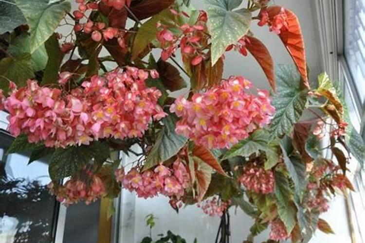 竹节海棠施什么肥最好