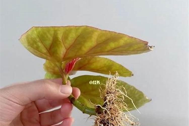 竹节海棠怎么施肥