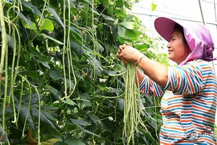 豆角喜欢什么肥料最好