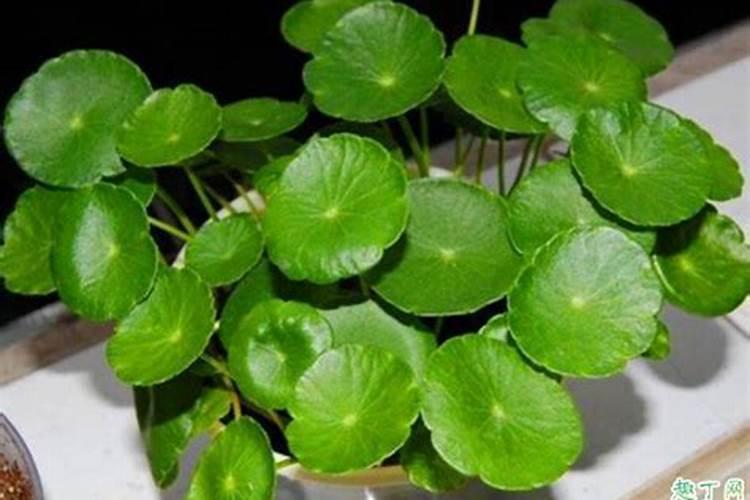 水培铜钱草施什么肥 需要怎么栽种