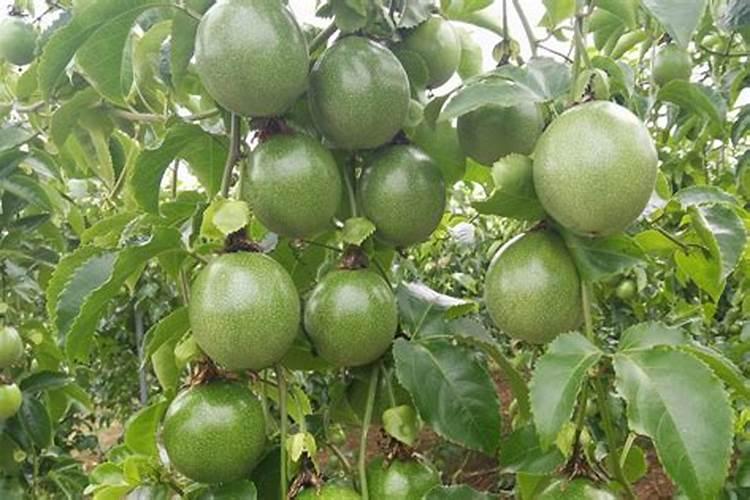 百香果什么肥可以果实膨大？百香果上什么肥料产量高？