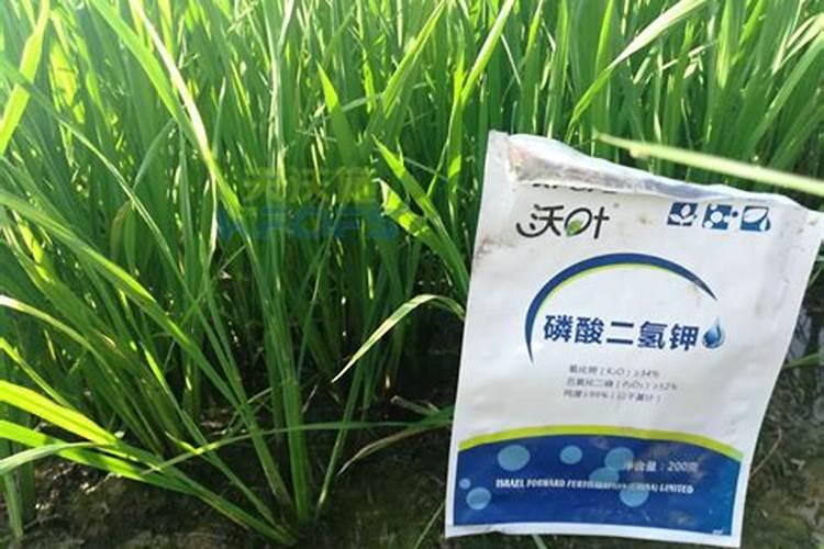 磷酸二氢钾水稻田每亩打多少量