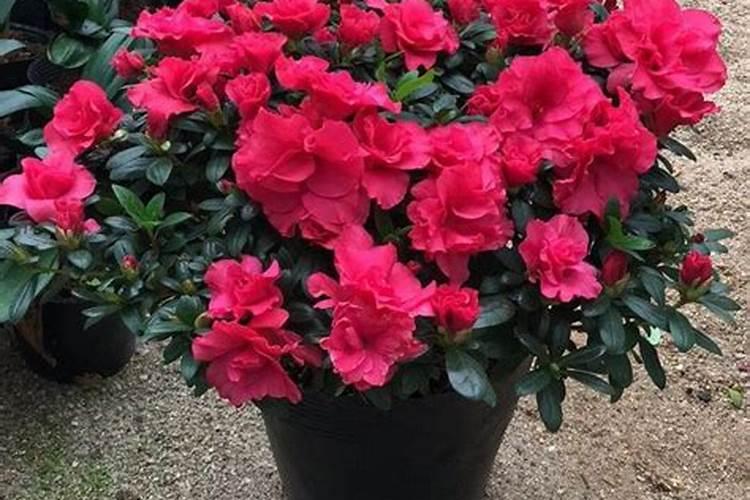 杜鹃花可以施磷肥吗