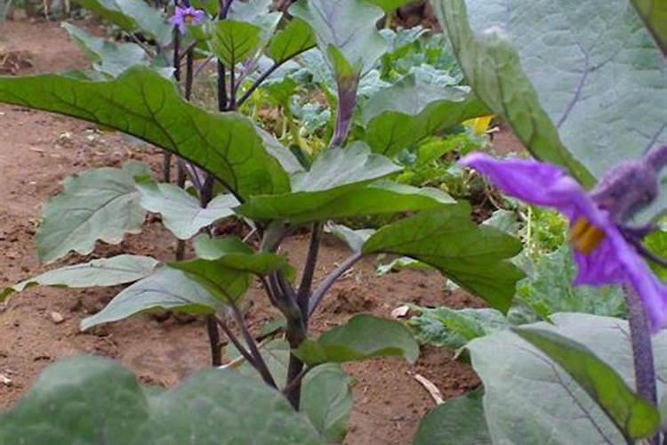 种菜用什么肥料好