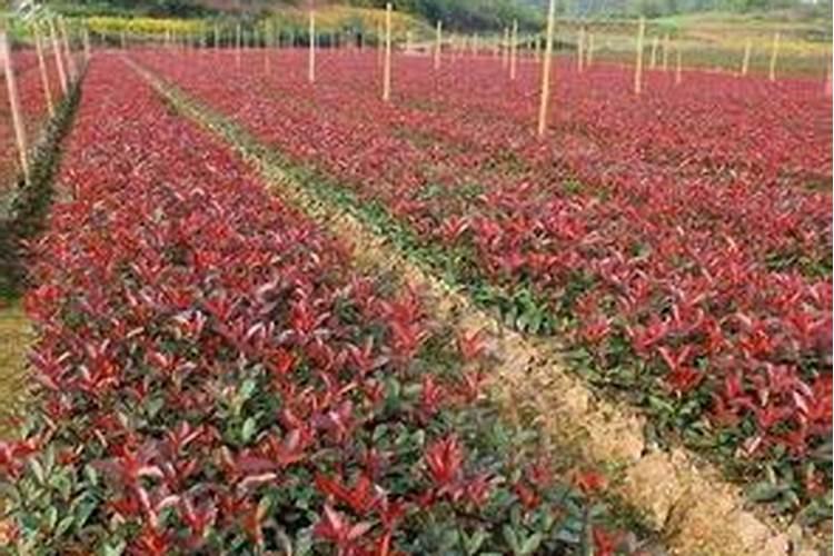 红叶石楠这样管理,它的叶子会更红!