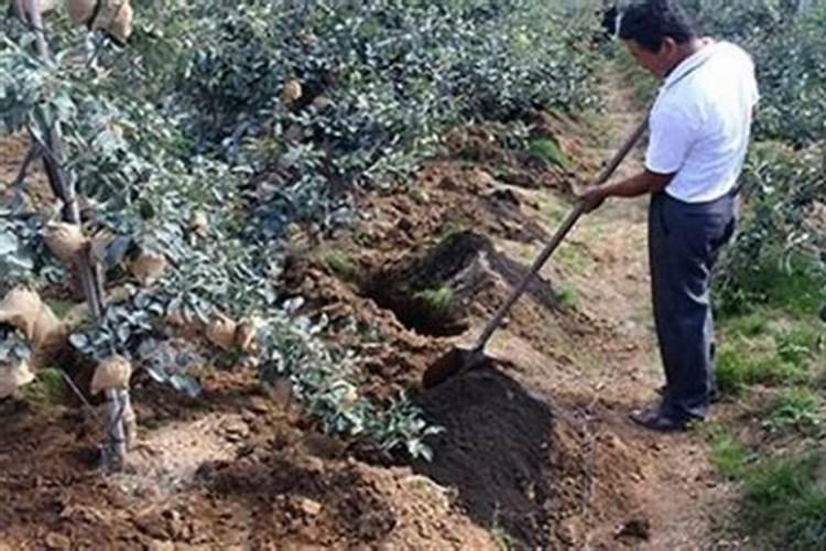 苹果树不开花怎么办