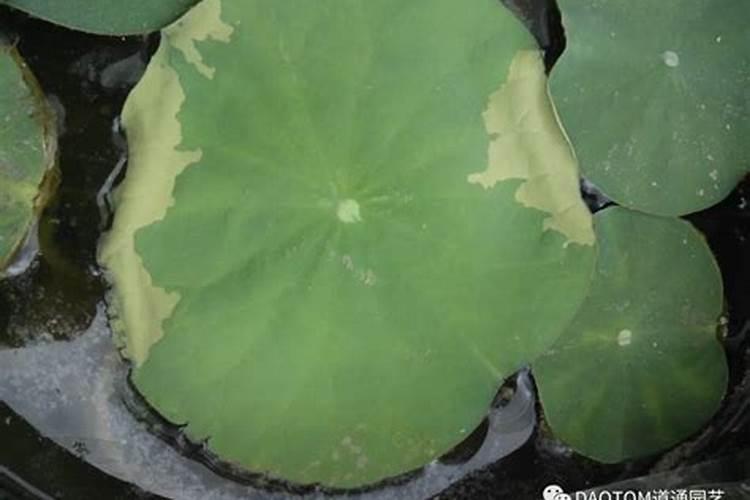 黄瓜钾肥喷多了叶子卷不长怎么办