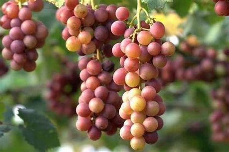 鱼什么时候喂食比较好