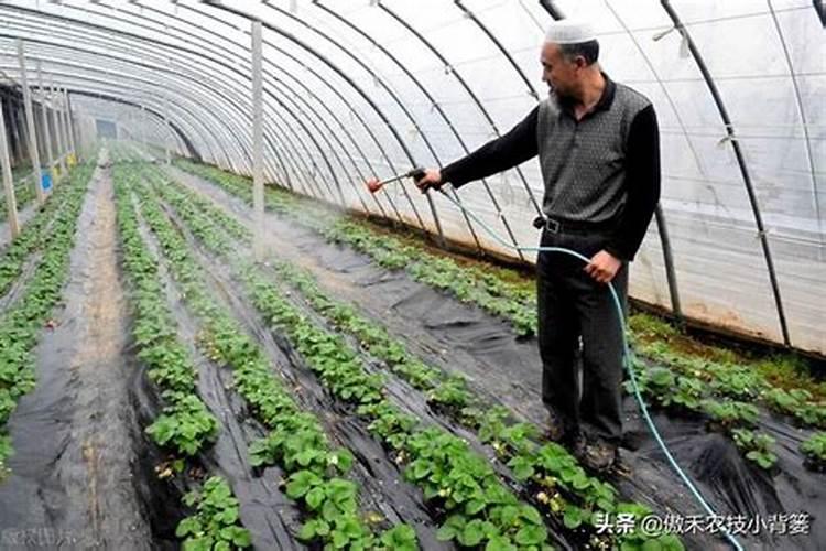 肥料与农药的“黄金组合”,使用后增产效果翻倍