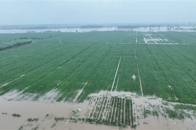 涝压米苗有办法？或用什么肥？