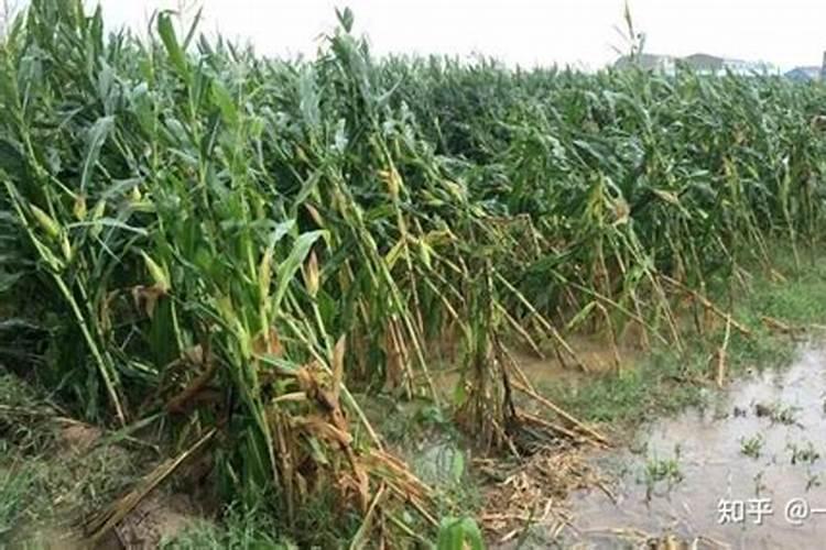 解药害最佳方案是什么？