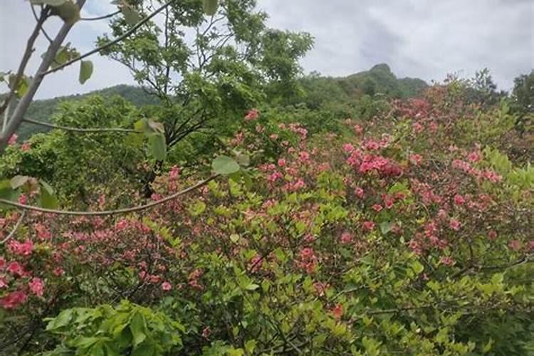映山红怎么光长叶不开花了