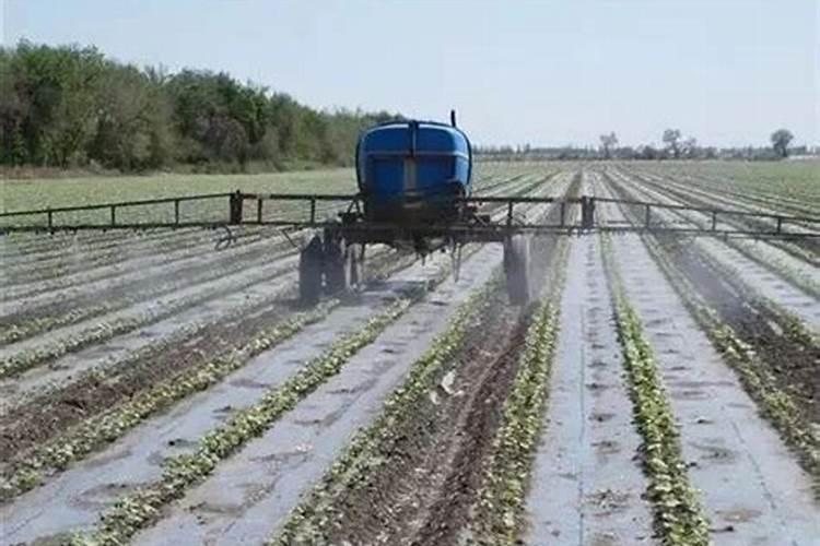 叶面肥什么时候打效果好 叶面肥喷施注意事项