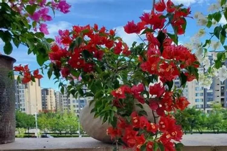 三角梅施什么肥好