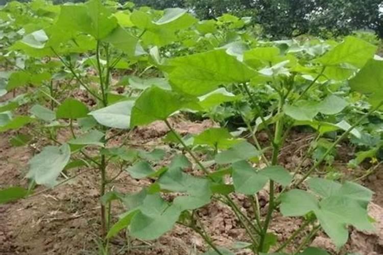 棉花增产使用叶面肥,叶肥用矿源黄腐酸钾好不好