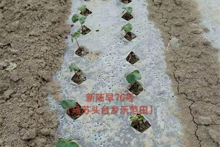 棉花用什么肥料好？用叶面肥喷施的注意事项有哪些