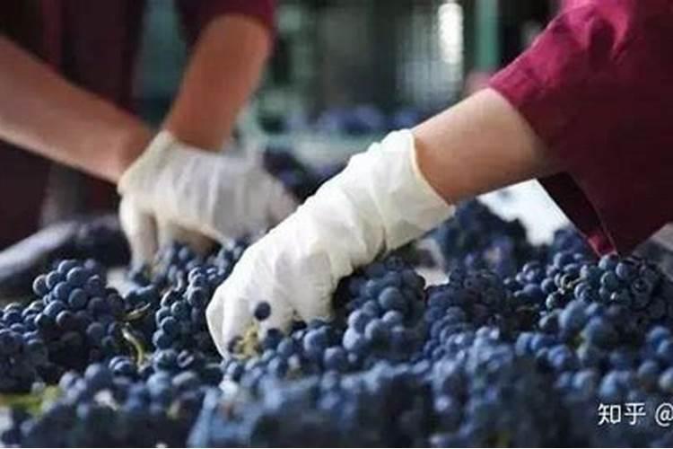 种葡萄要注意什么,给些什么肥料。。