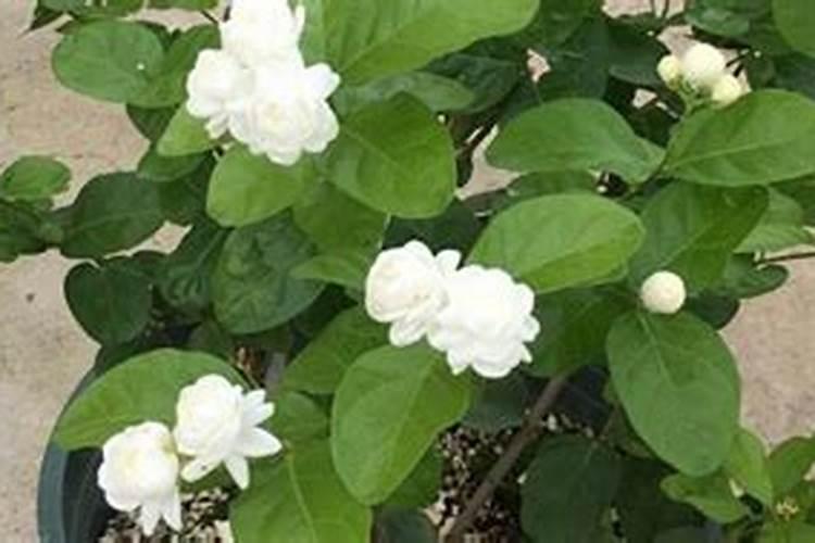 茉莉花施什么肥好