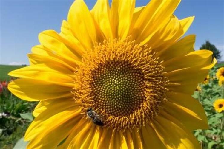 向日葵施什么肥最好