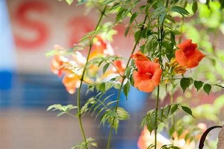 刚买回来的飘香藤怎么养护