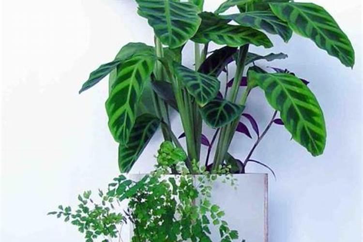 磷酸二氢钾能不能往紫背波浪竹芋上喷