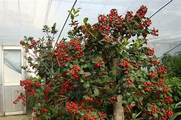 大红豆种植时间和方法